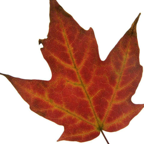 Leaf Inflorescence V Gold Ornate Wood Framed Art Print with Double Matting by Project, A.