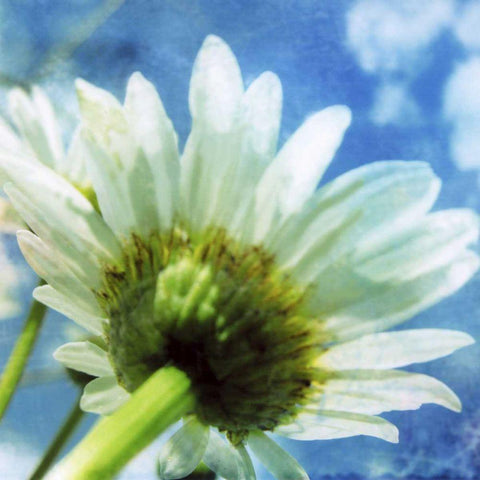 Daisies I Black Modern Wood Framed Art Print by Blixt, Ingrid