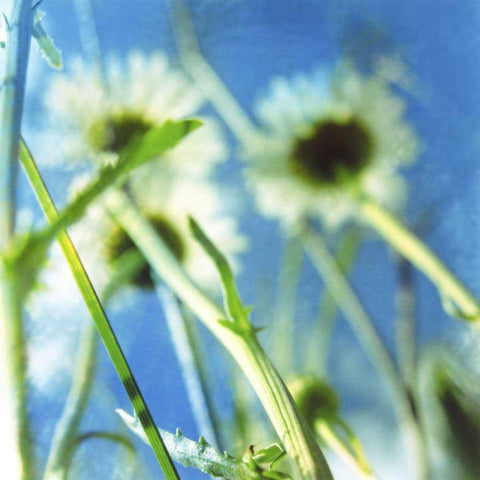 Daisies II Black Modern Wood Framed Art Print by Blixt, Ingrid