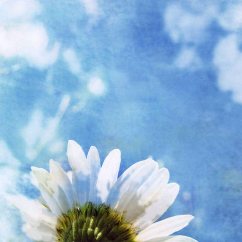 Daisies III Black Modern Wood Framed Art Print by Blixt, Ingrid