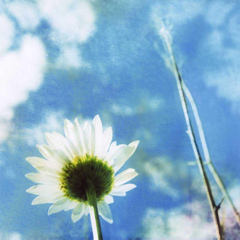 Daisies IV Gold Ornate Wood Framed Art Print with Double Matting by Blixt, Ingrid