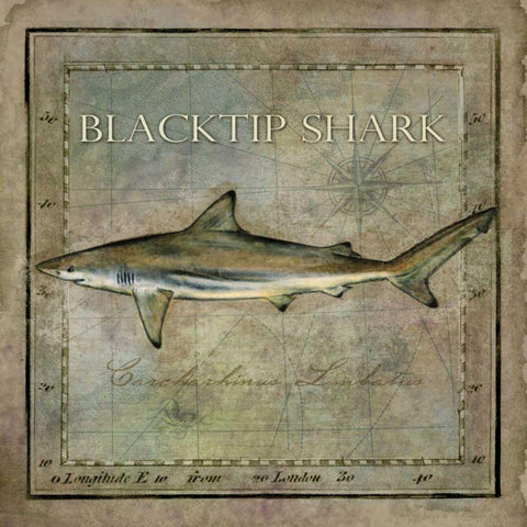 Ocean Fish VI Black Ornate Wood Framed Art Print with Double Matting by Beth Anne Creative