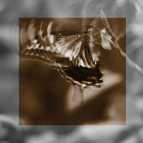 Butterfly Study I Black Modern Wood Framed Art Print by Project, A.