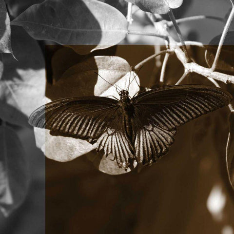 Butterfly Study II Black Ornate Wood Framed Art Print with Double Matting by Project, A.