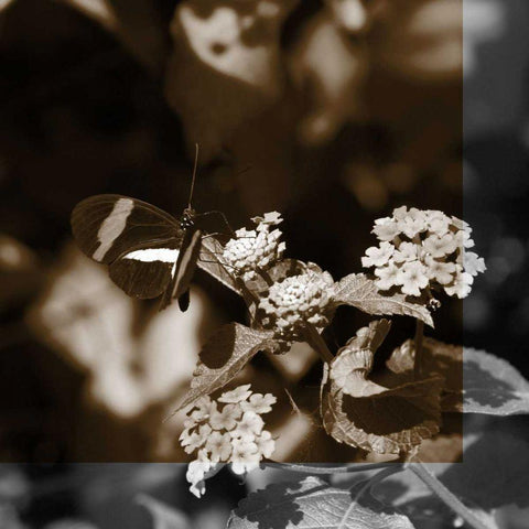 Butterfly Study III Black Modern Wood Framed Art Print by Project, A.