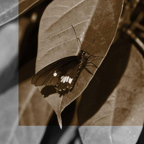 Butterfly Study VI Black Modern Wood Framed Art Print with Double Matting by Project, A.