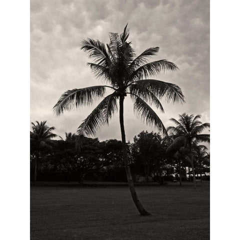 Palms at Night II White Modern Wood Framed Art Print by Ling, Tang