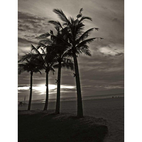Palms at Night III Black Modern Wood Framed Art Print by Ling, Tang