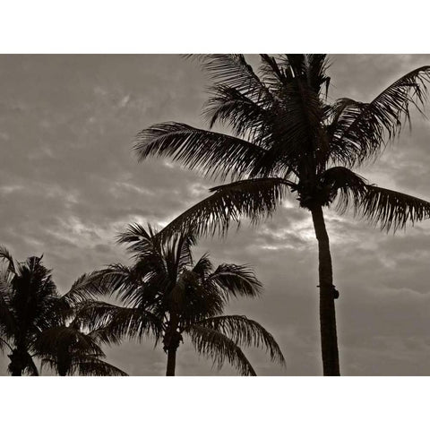 Palms at Night IV Black Modern Wood Framed Art Print by Ling, Tang