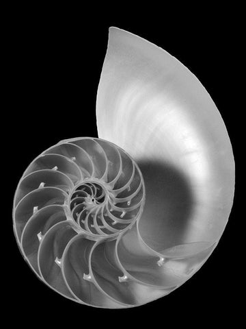 Shell II White Modern Wood Framed Art Print with Double Matting by Christensen, Jim