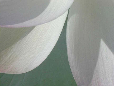 Lotus Detail I White Modern Wood Framed Art Print with Double Matting by Christensen, Jim
