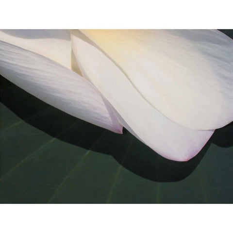 Lotus Detail II Black Modern Wood Framed Art Print with Double Matting by Christensen, Jim