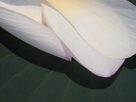 Lotus Detail II White Modern Wood Framed Art Print with Double Matting by Christensen, Jim