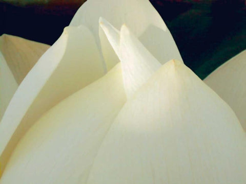 Lotus Detail III Black Ornate Wood Framed Art Print with Double Matting by Christensen, Jim