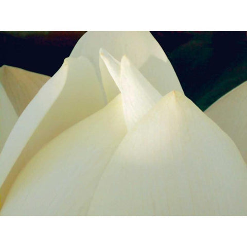 Lotus Detail III White Modern Wood Framed Art Print by Christensen, Jim