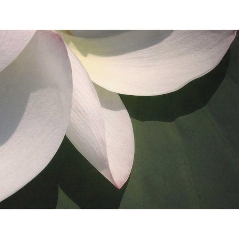Lotus Detail IV Gold Ornate Wood Framed Art Print with Double Matting by Christensen, Jim
