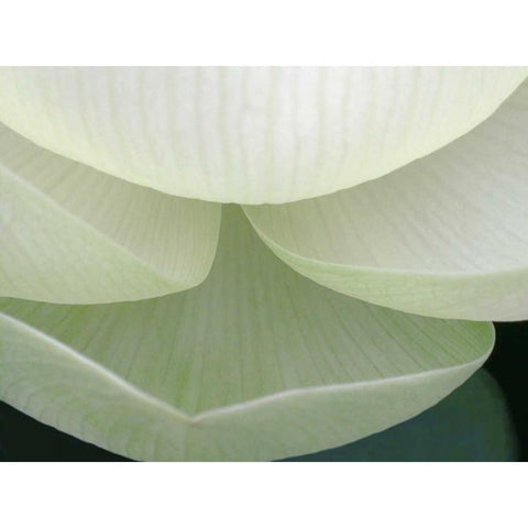 Lotus Detail V White Modern Wood Framed Art Print by Christensen, Jim