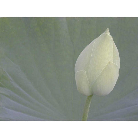 Lotus Detail VI White Modern Wood Framed Art Print by Christensen, Jim