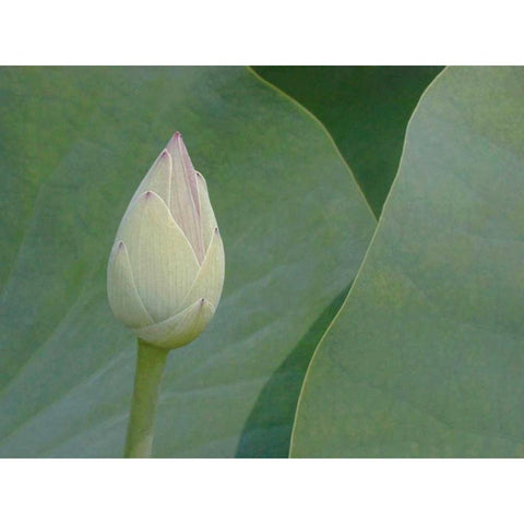 Lotus Detail VII White Modern Wood Framed Art Print by Christensen, Jim