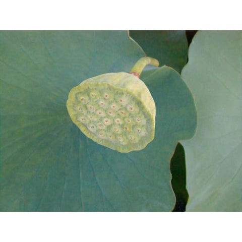 Lotus Detail VIII Black Modern Wood Framed Art Print by Christensen, Jim