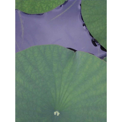 Lotus Detail X White Modern Wood Framed Art Print by Christensen, Jim