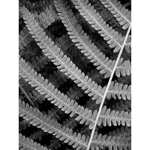 Fern I Black Modern Wood Framed Art Print with Double Matting by Christensen, Jim