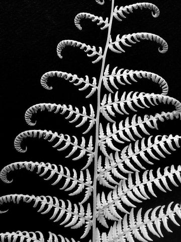 Fern II Black Ornate Wood Framed Art Print with Double Matting by Christensen, Jim