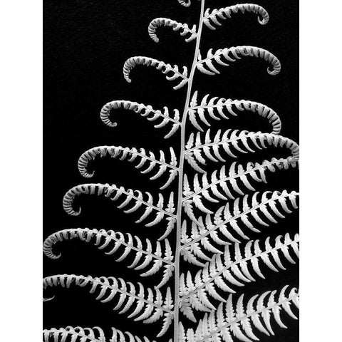 Fern II Black Modern Wood Framed Art Print with Double Matting by Christensen, Jim