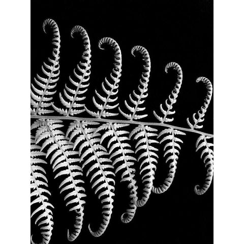 Fern III White Modern Wood Framed Art Print by Christensen, Jim