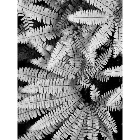 Fern IV Black Modern Wood Framed Art Print with Double Matting by Christensen, Jim