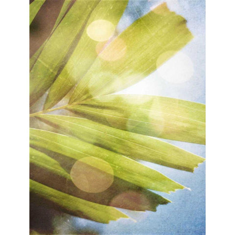 Tropical Daydream I Black Modern Wood Framed Art Print with Double Matting by Robinson, Emily
