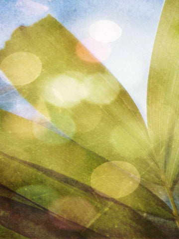 Tropical Daydream II Black Ornate Wood Framed Art Print with Double Matting by Robinson, Emily