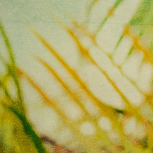 Image Only