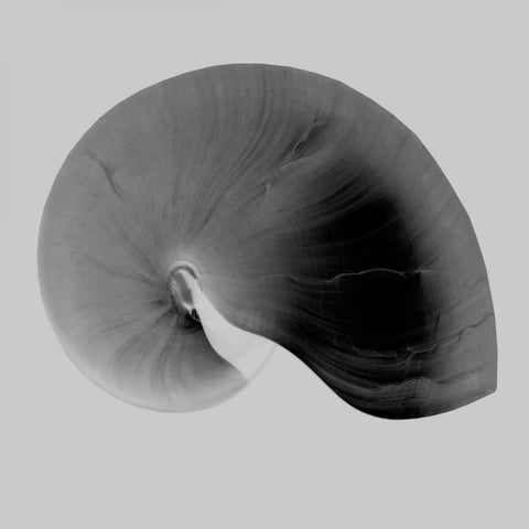 Nautilus Twin II Black Modern Wood Framed Art Print with Double Matting by Bay, Noah