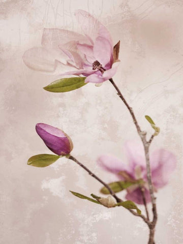 Tulip Blush I White Modern Wood Framed Art Print with Double Matting by Zalewski, Christine