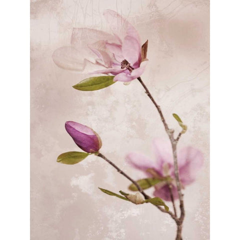 Tulip Blush I White Modern Wood Framed Art Print by Zalewski, Christine