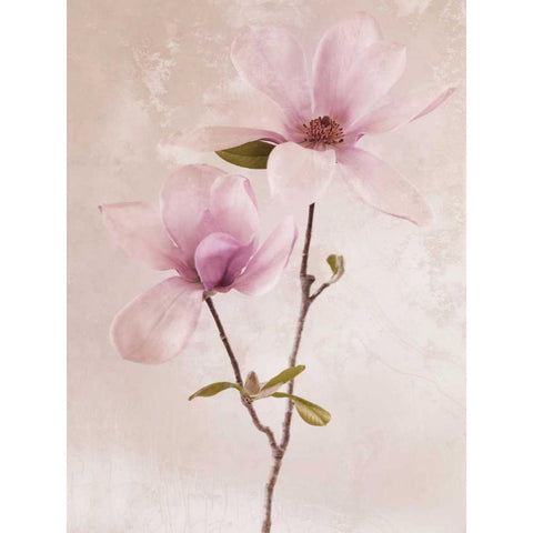 Tulip Blush II Black Modern Wood Framed Art Print with Double Matting by Zalewski, Christine