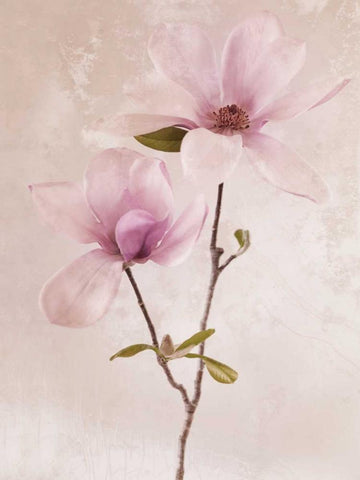 Tulip Blush II White Modern Wood Framed Art Print with Double Matting by Zalewski, Christine