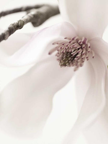 Magnolia Blush I White Modern Wood Framed Art Print with Double Matting by Zalewski, Christine