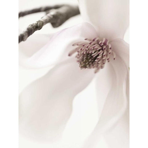 Magnolia Blush I White Modern Wood Framed Art Print by Zalewski, Christine