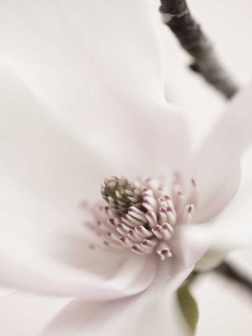 Magnolia Blush II White Modern Wood Framed Art Print with Double Matting by Zalewski, Christine
