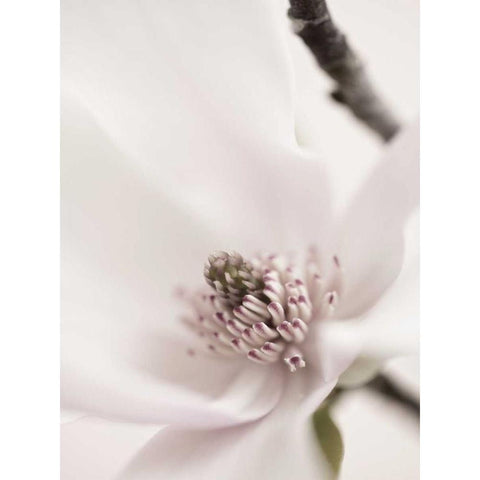 Magnolia Blush II Gold Ornate Wood Framed Art Print with Double Matting by Zalewski, Christine