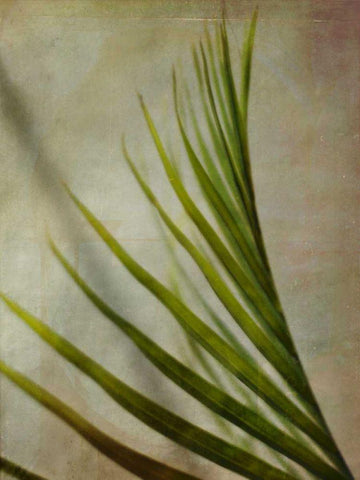 Elegant Frond I White Modern Wood Framed Art Print with Double Matting by Robinson, Emily