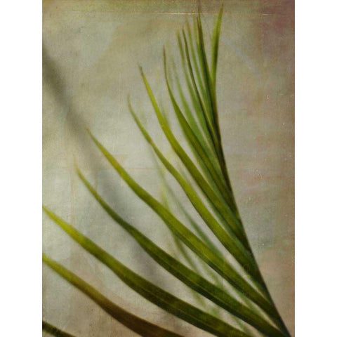 Elegant Frond I White Modern Wood Framed Art Print by Robinson, Emily