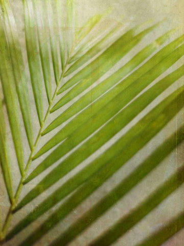 Elegant Frond II White Modern Wood Framed Art Print with Double Matting by Robinson, Emily