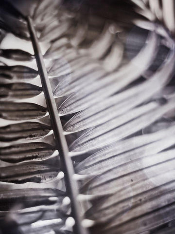 Silvery Frond I White Modern Wood Framed Art Print with Double Matting by Robinson, Emily