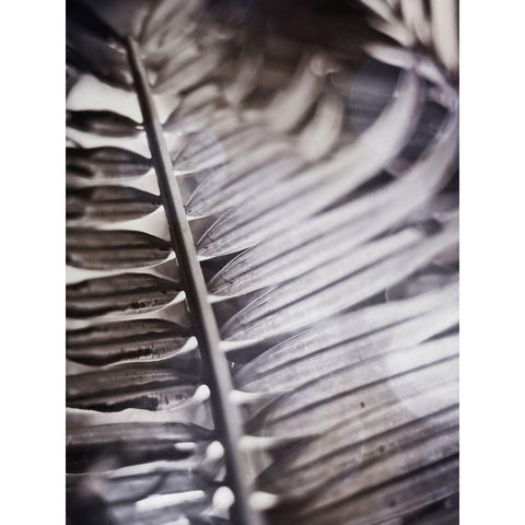 Silvery Frond I Black Modern Wood Framed Art Print by Robinson, Emily