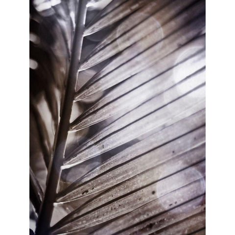 Silvery Frond II White Modern Wood Framed Art Print by Robinson, Emily