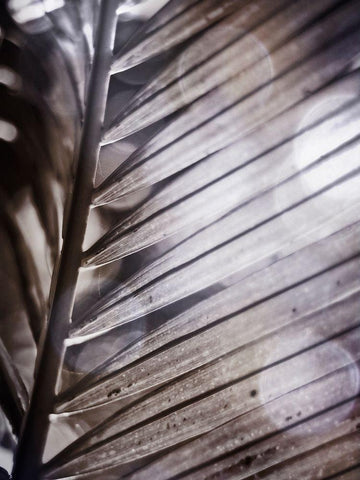 Silvery Frond II Black Ornate Wood Framed Art Print with Double Matting by Robinson, Emily