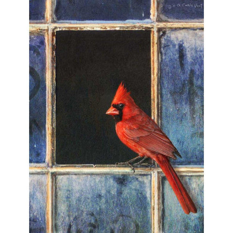 Cardinal Window Black Modern Wood Framed Art Print with Double Matting by Vest, Chris